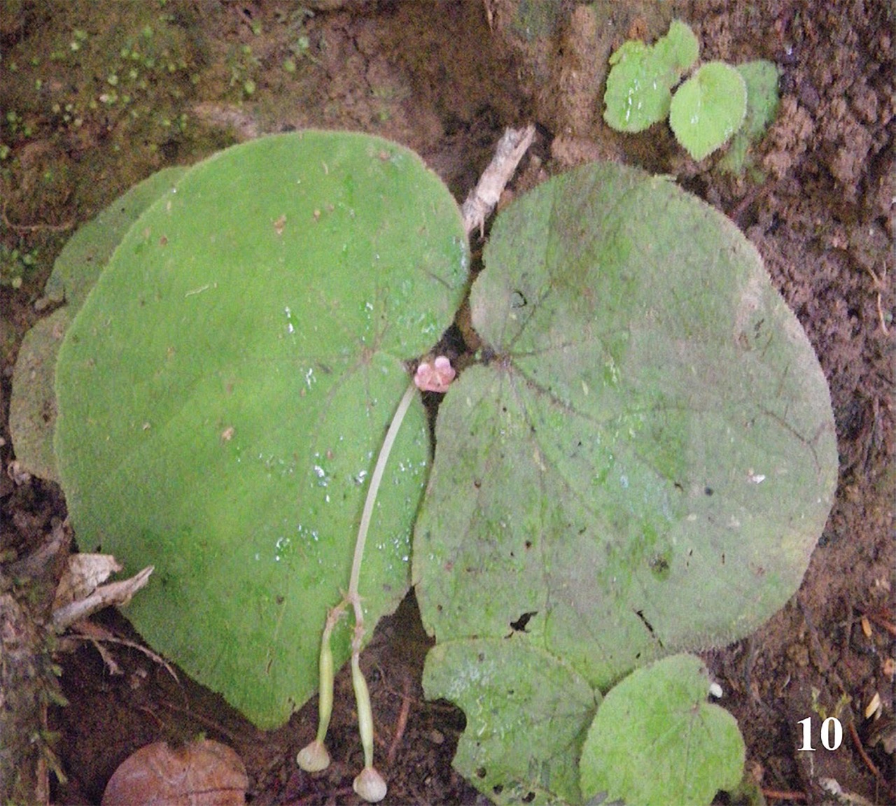 B. masoalaensis